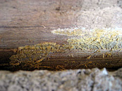 Detailaufnahme des Mycels des Weien Porenschwamm